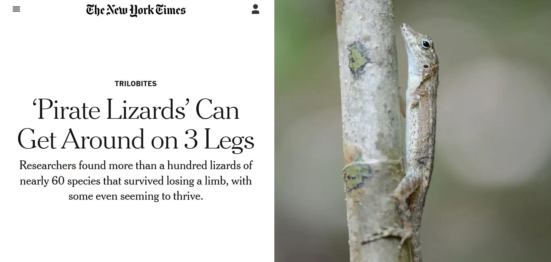 The New York Times: ‘Pirate Lizards’ Can Get Around on 3 Legs The New York Times: ‘Pirate Lizards’ Can Get Around on 3 Legs