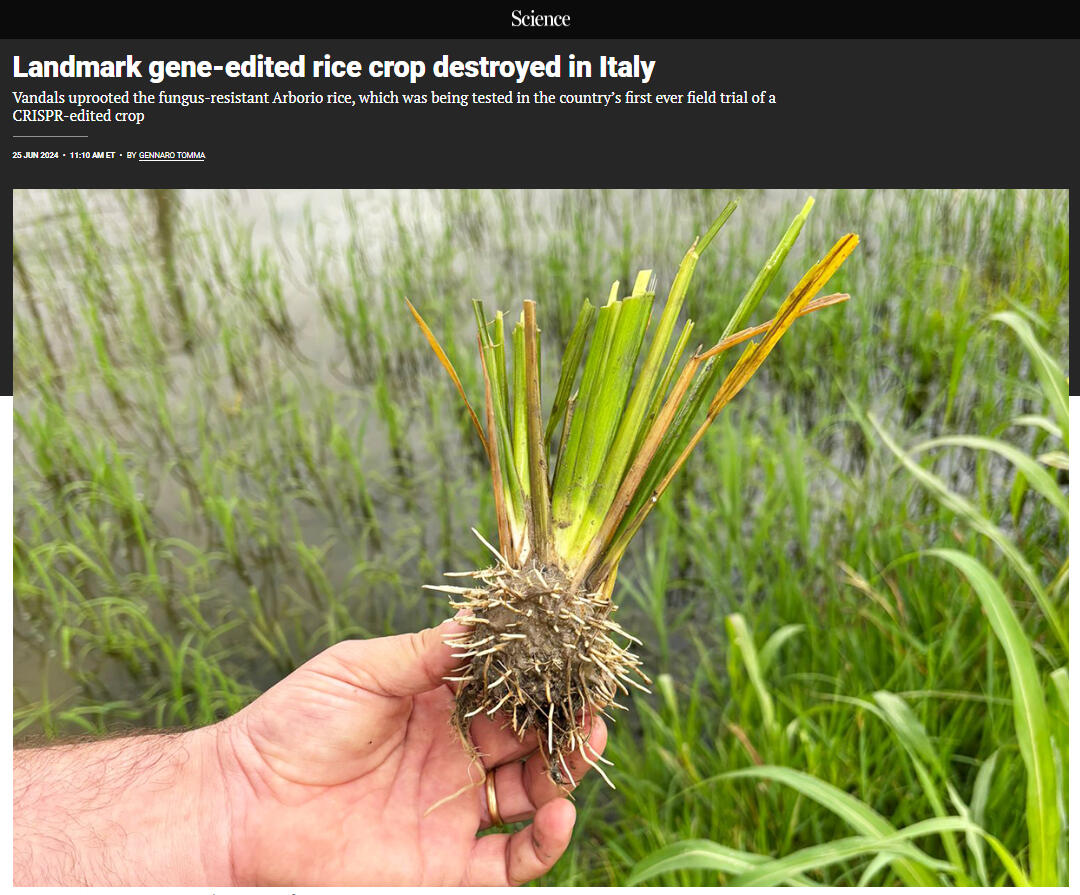 Science: Landmark gene-edited rice crop destroyed in Italy Science: Landmark gene-edited rice crop destroyed in Italy