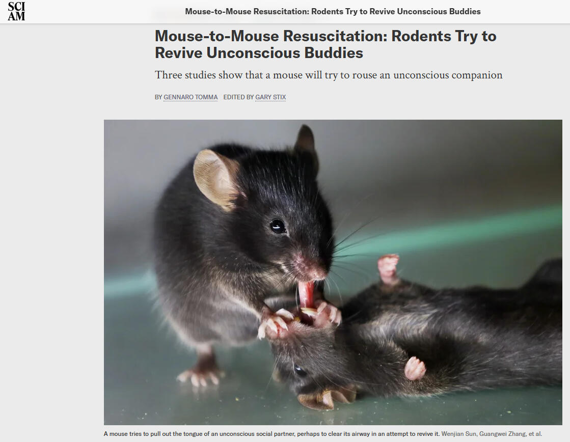 Scientific American: Mouse-to-Mouse Resuscitation: Rodents Try to Revive Unconscious Buddies Scientific American: Mouse-to-Mouse Resuscitation: Rodents Try to Revive Unconscious Buddies