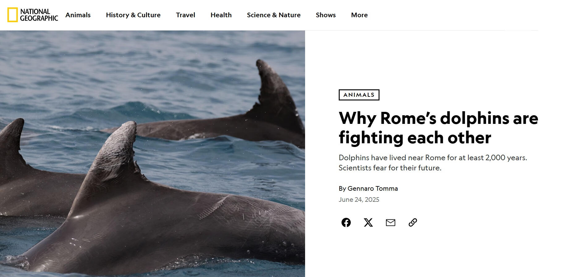 National Geographic: Why Rome’s dolphins are fighting each other National Geographic: Why Rome’s dolphins are fighting each other