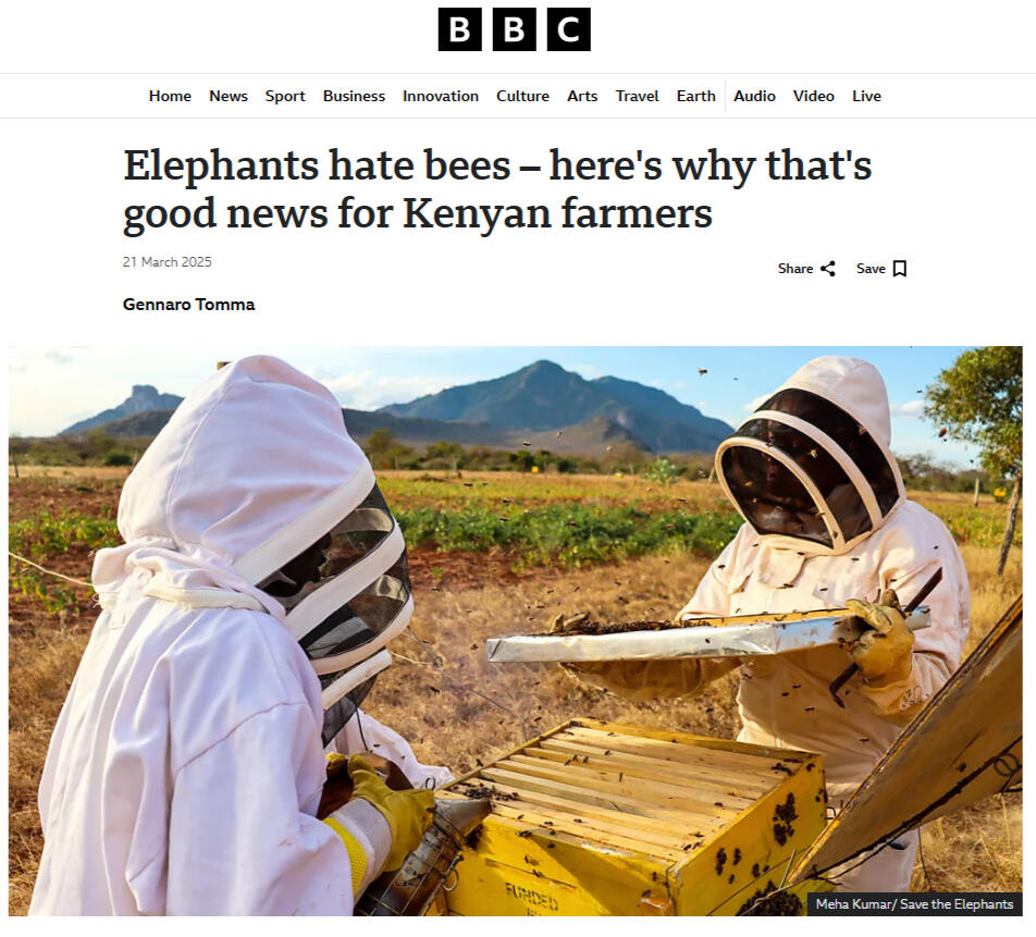 BBC: Elephants hate bees – here's how that helps humans BBC: Elephants hate bees – here's how that helps humans
